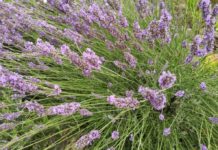 Curso práctico sobre plantas aromáticas y medicinales en Teruel promete nuevas oportunidades económicas