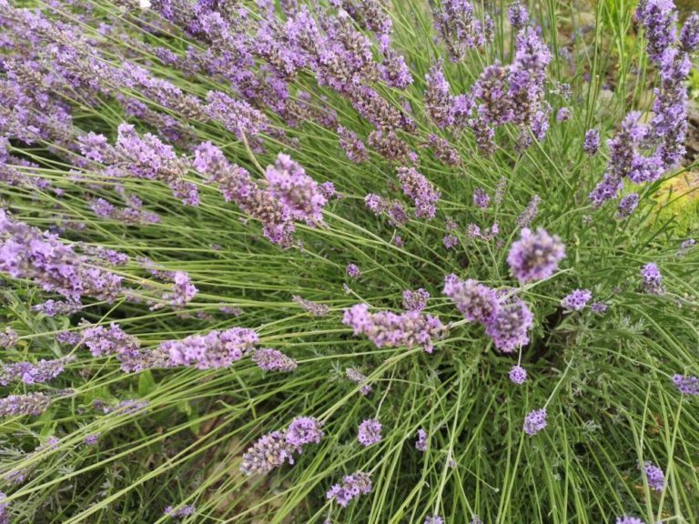 Curso práctico sobre plantas aromáticas y medicinales en Teruel promete nuevas oportunidades económicas