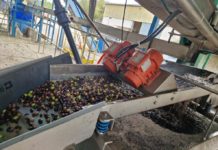 El Aceite del Somontano recibe Denominación de Origen Protegida en Aragón