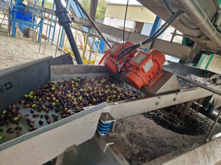 El Aceite del Somontano recibe Denominación de Origen Protegida en Aragón