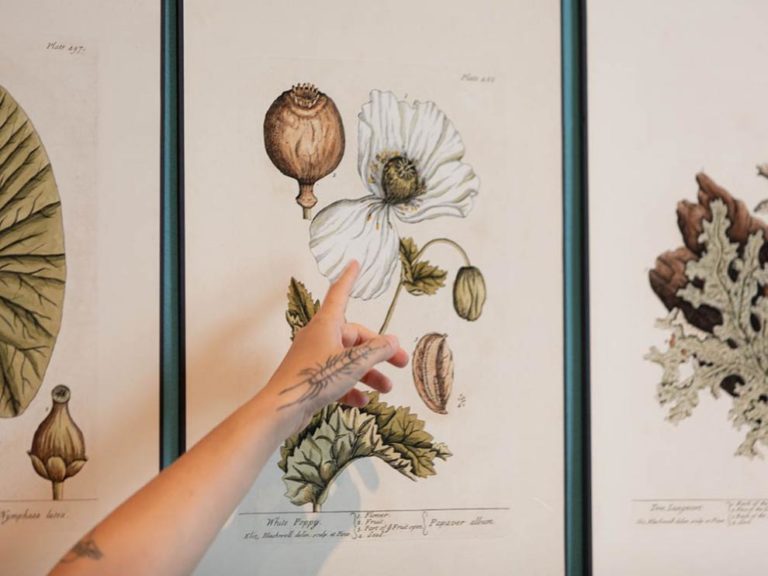 El CDAN despide la exposición ‘Ellas ilustran botánica’ con cinco talleres sobre arte y naturaleza