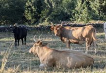 El CITA impulsa la ganadería sostenible en Europa con el proyecto LIFE EFACC