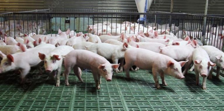 El Supremo respalda a Aragón en la controversia sobre el espacio por cerdo