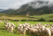 En los últimos 30 años el numero de ovejas en Aragón se ha reducido un 46%