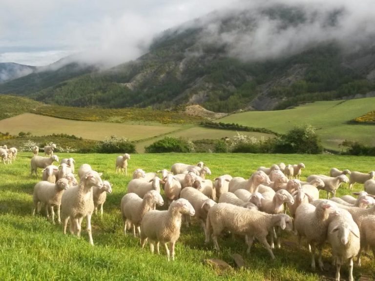 En los últimos 30 años el numero de ovejas en Aragón se ha reducido un 46%