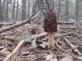 FUNGIVERSO impulsa el intercambio micológico en Orihuela del Tremedal con expertos internacionales