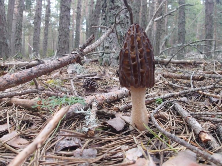 FUNGIVERSO impulsa el intercambio micológico en Orihuela del Tremedal con expertos internacionales