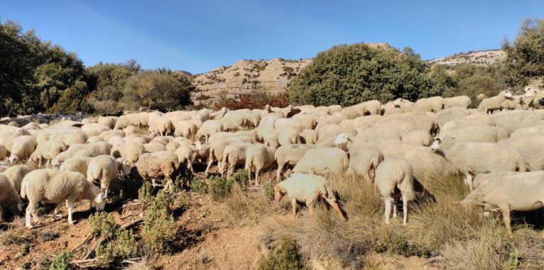 Detectado en Teruel un foco de la enfermedad de la Lengua Azul en ovejas