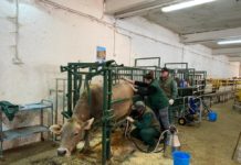 Hidroxitirosol, la clave para combatir la subnutrición en vacuno de carne en Aragón