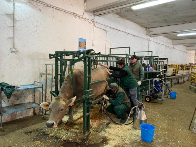 Hidroxitirosol, la clave para combatir la subnutrición en vacuno de carne en Aragón