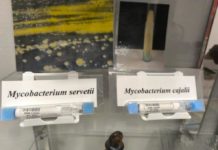 Identifican una nueva bacteria en el Hospital Universitario Miguel Servet: Mycobacterium cajalii