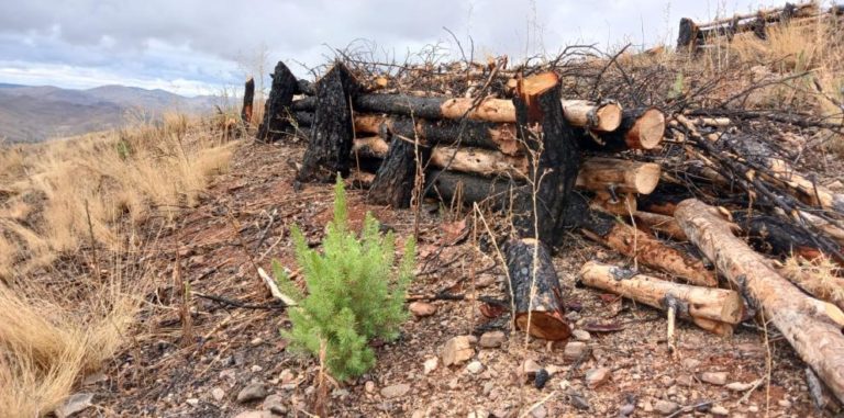 Avanza la restauración de los montes de Bubierca