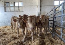 Investigadores de Aragón destacan en el Congreso Internacional ANEMBE sobre sanidad bovina
