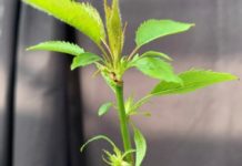 Investigadores de Aragón presentan un cerezo siempreverde que podría transformar la producción frutal