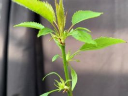 Investigadores de Aragón presentan un cerezo siempreverde que podría transformar la producción frutal