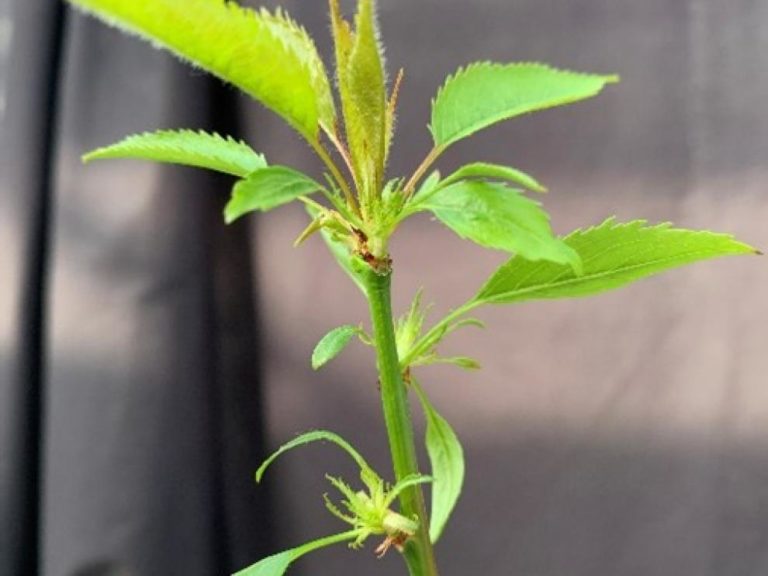 Investigadores de Aragón presentan un cerezo siempreverde que podría transformar la producción frutal