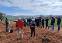 Jornada en Teruel enseña técnicas de injerto para revitalizar viñedos locales