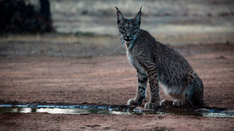 El lince ibérico, fuera de peligro, volverá a Aragón