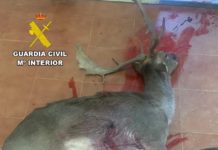 La Guardia Civil investiga a dos personas por delitos contra la flora y fauna en Orihuela del Tremedal