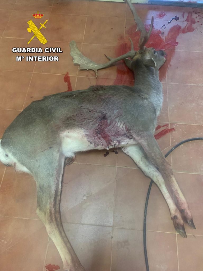 La Guardia Civil investiga a dos personas por delitos contra la flora y fauna en Orihuela del Tremedal