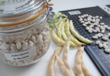 La Judía Blanca de Muniesa se suma al Catálogo Nacional como variedad de conservación