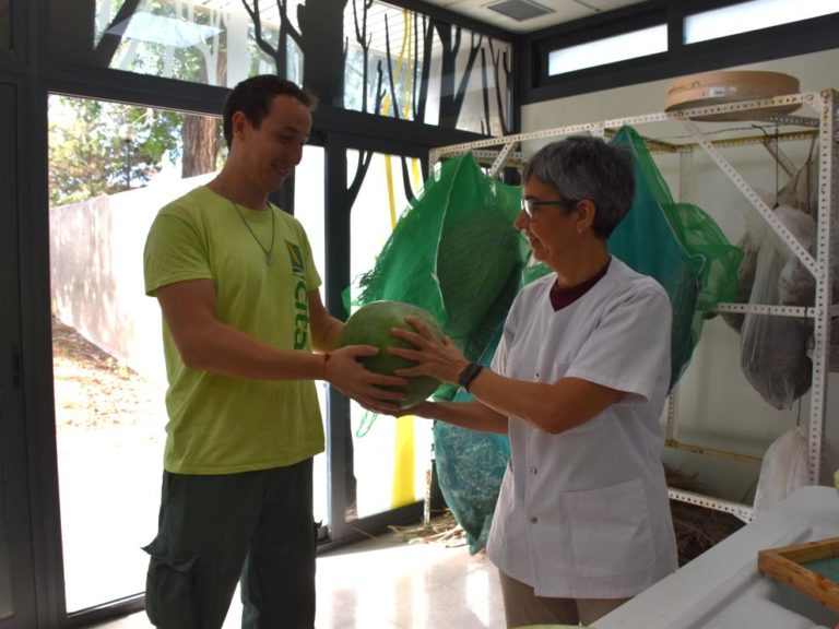 La Sandía del Gállego, una variedad tradicional de San Mateo de Gállego, se suma al Banco de Germoplasma Hortícola del CITA