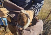 La trufa negra de Teruel busca reconocimiento internacional mediante la futura IGP