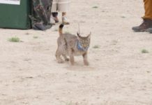 Aparece muerto Waka, un lince ibérico reintroducido en Aragón, tras ser atropellado por un tren
