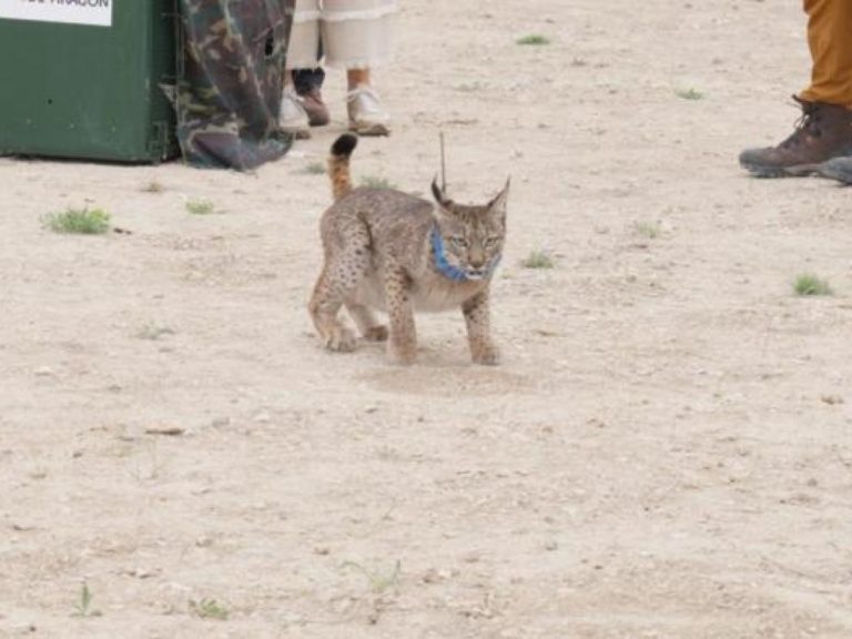Aparece muerto Waka, un lince ibérico reintroducido en Aragón, tras ser atropellado por un tren