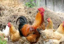 Se levantan las medidas tomadas contra la influenza aviar en la ganadería aragonesa