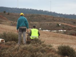 Más de 3.100 jabalíes retirados en febrero refuerzan la estrategia de Aragón contra la peste porcina africana