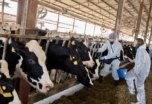 Nueva campaña de vacunación contra la DNC en Aragón para proteger 30.000 animales