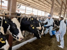 Nueva campaña de vacunación contra la DNC en Aragón para proteger 30.000 animales