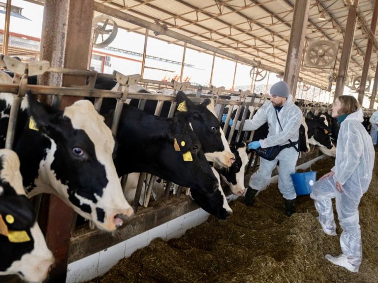 Nueva campaña de vacunación contra la DNC en Aragón para proteger 30.000 animales
