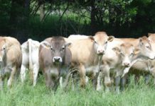 Nuevo foco de Dermatosis Nodular Contagiosa en Borrastre genera preocupación en ganaderos