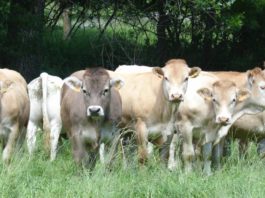 Nuevo foco de Dermatosis Nodular Contagiosa en Borrastre genera preocupación en ganaderos