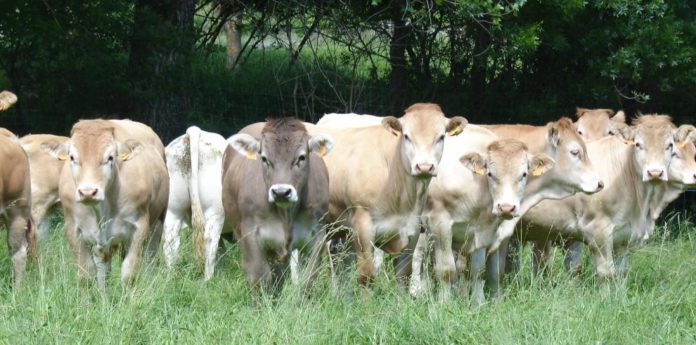 Nuevo foco de Dermatosis Nodular Contagiosa en Borrastre genera preocupación en ganaderos_1