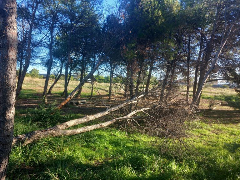 Retiro de pinos muertos en el Aula Bosque de Valdespartera