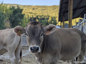 Reconstitución de rebaños en el Sobrarbe tras el brote de dermatosis nodular contagiosa