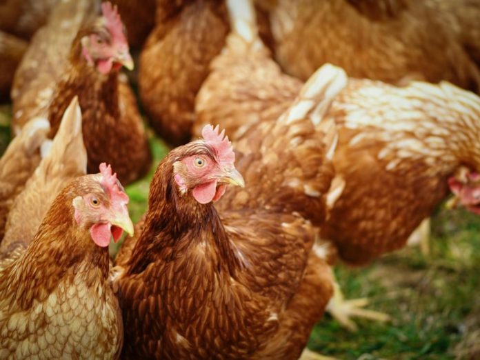 Refuerzan medidas biosanitarias en explotaciones avícolas de Aragón tras casos de gripe aviar_1