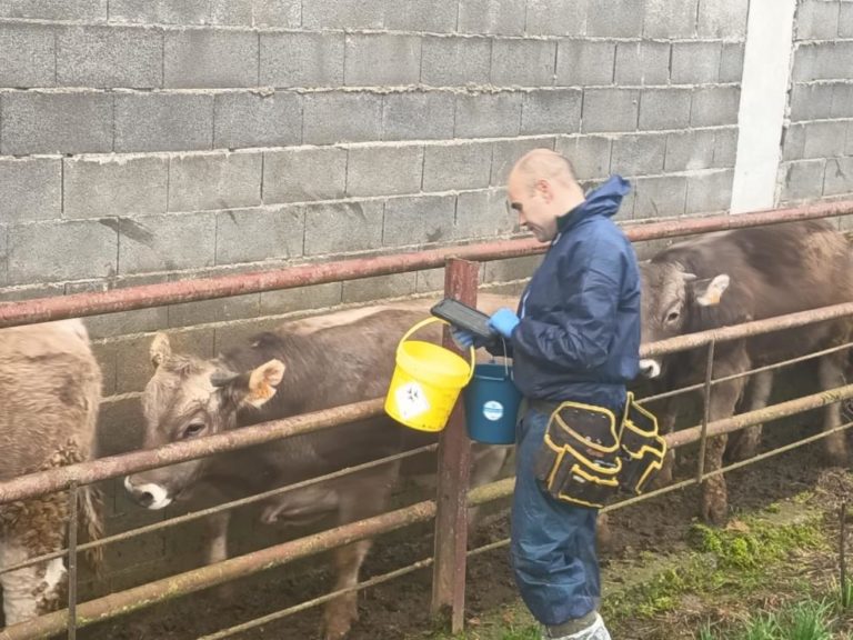 Vacunación completa de 18.600 bovinos en Boltaña para combatir la DNC