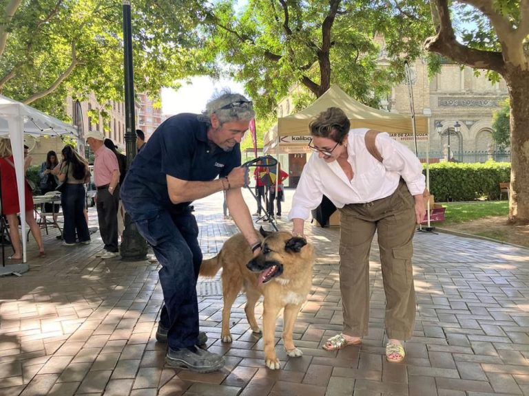 Mascotas buscan  hogar en Zaragoza