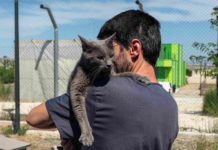 Zaragoza ampliará el recinto para gatos en el Centro de Protección Animal