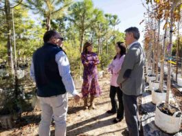 Zaragoza lanzará un ambicioso plan para plantar 2.000 nuevos árboles en 2025