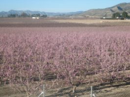Zaragoza será sede de las Jornadas de Fruticultura y Citricultura en junio de 2026