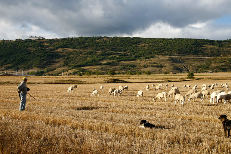 UPA critica que agricultores y ganaderos no recibiran ayudas hasta 2027 por falta de previsión