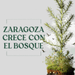 bosque zaragozanos 24