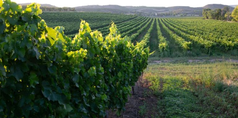Aragón impulsa la innovación en el sector agroalimentario con 5,5 millones de euros en ayudas para 2025