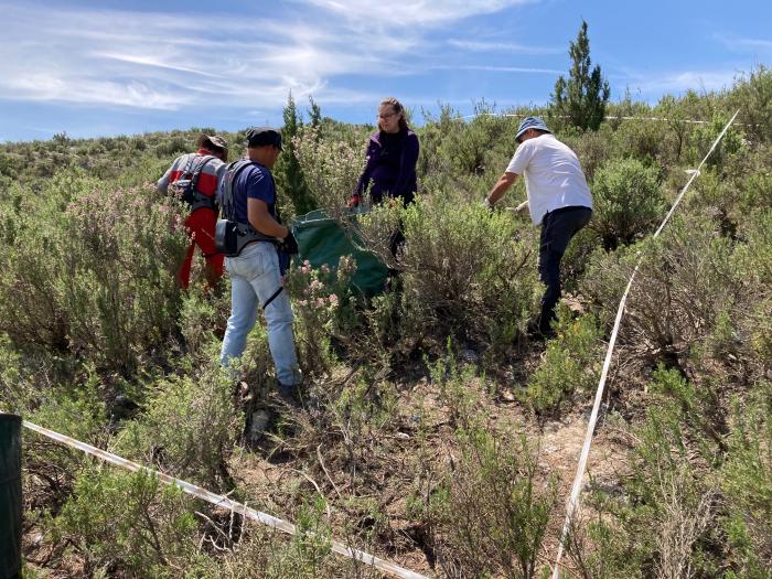 El CITA inicia los ensayos para extraer aceites esenciales de plantas aromáticas