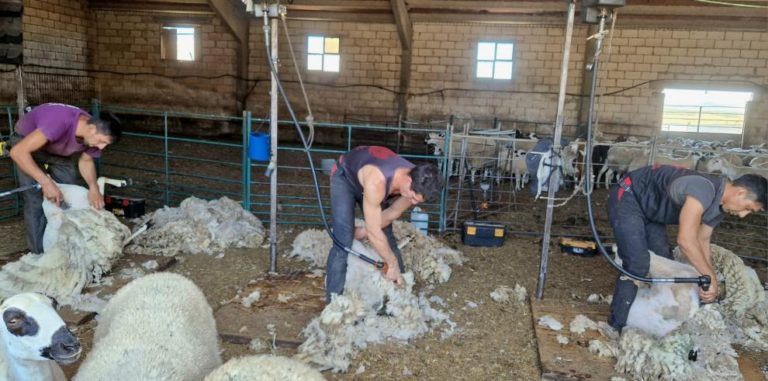 La lana de las ovejas, de importante fuente de ingresos para los ganaderos, a problema